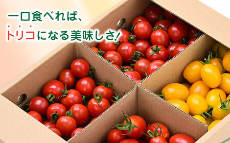 トマト ミディトマト 2.5kg トマト トマト トマト トマト トマト [YDE003]