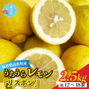 【ふるさと納税】【先行予約】日本海で育ったうちうらレモン「リスボン2.5kg」皮まで丸ごと食べられます！ 栽培期間中 農薬不使用 【12月下旬より順次発送】[A-022037] 国産 果汁 防腐剤 不使用 レモン 檸檬 れもん ノーワックス フルーツ 果物 くだもの 期間限定 数量限定