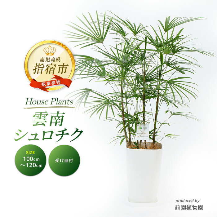 【ふるさと納税】雲南シュロチク8号鉢(100〜120cm)受け皿付 ※北海道・沖縄・離島配送不可※ 観葉植物 シュロ竹 シュロチク 大型 耐陰性 耐寒性 室内 リビング オフィス 玄関 おしゃれ プレゼント ギフト 開店祝い 移転祝い【前園植物園】