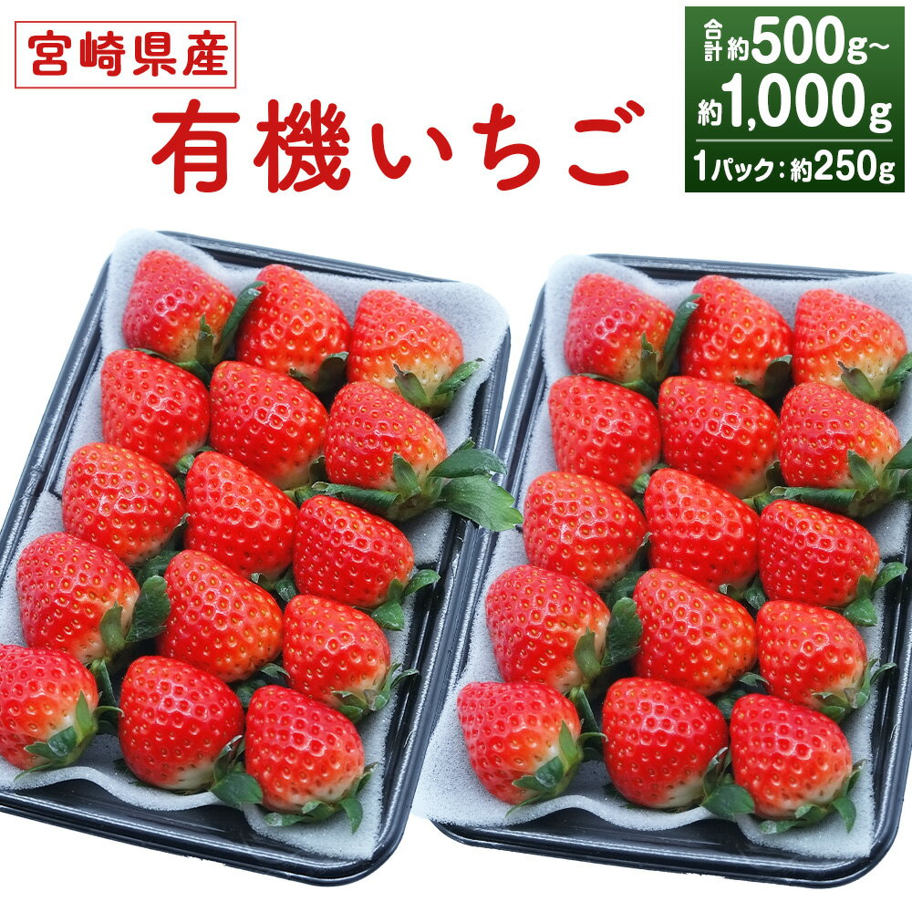 【ふるさと納税】＜宮崎県産 有機いちご 約500g～1kg 250g×2～4パック＞※入金確認後、2026年1月下旬～3月上旬までに順次出荷 選べる容量 有機 オーガニック 果物 苺 イチゴ フルーツ 特産品 さがほのか 株式会社デイリーマーム 宮崎県 高鍋町【冷蔵】