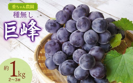 【令和7年産先行予約】 種なし巨峰　約1kg（2～3房） 山形県鶴岡市産　重ちゃん農園