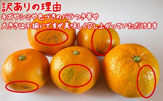 【訳あり】土山農園の温州みかん 屋根掛けハウス栽培 5kg＋傷み補償分200g 家庭用 （宮川早生と興津早生の混合）先行予約 柑橘類 フルーツ 12月 1月＜050-001＞