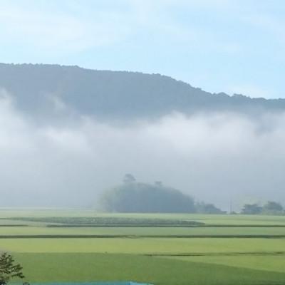 ふるさと納税 四万十町 特A7年産樽井商店の仁井田米　にこまる　精米　3kg |  | 02