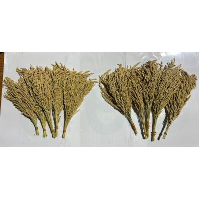 ふるさと納税 御代田町 荻原くん家のお米超プレミアム白米 計27kg |  | 03