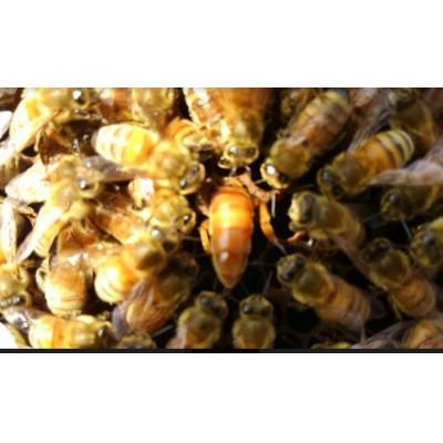 ふるさと納税 瑞浪市 純粋ハチミツ(野山の花1000g×1) |  | 01