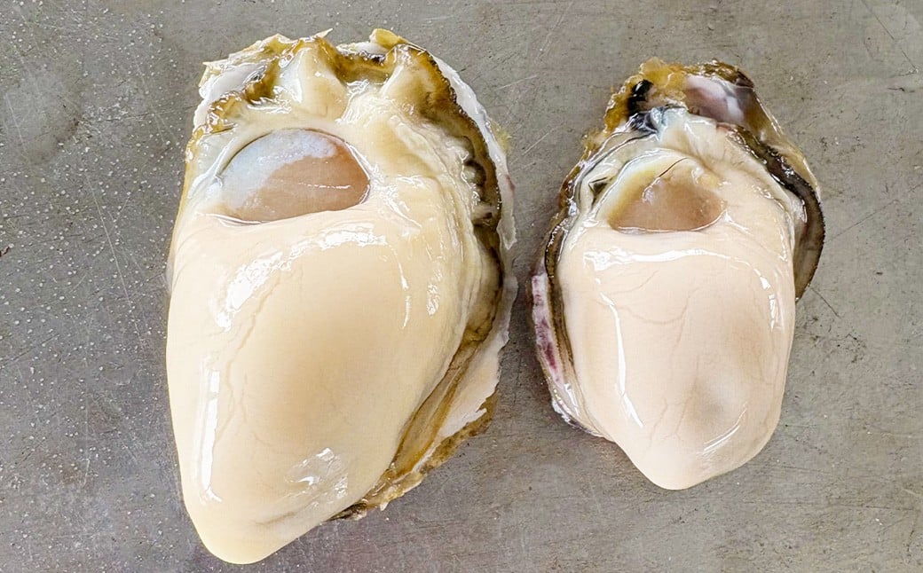 加熱用 殻付き牡蠣 真牡蠣 約1kg
