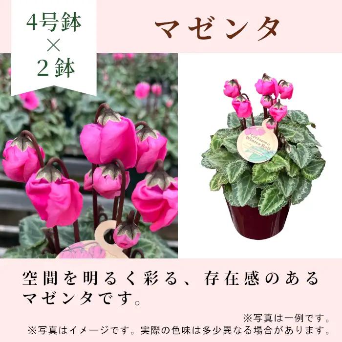〈予約品〉【シクラメン：ウィンターベル】農林水産大臣賞受賞 愛知県産 シクラメン ４号鉢×２鉢 ウィンターベル 花 生花 マゼンタ プレゼント 贈り物 鉢花 鉢 ガーデン ガーデニング 高品質 クリス