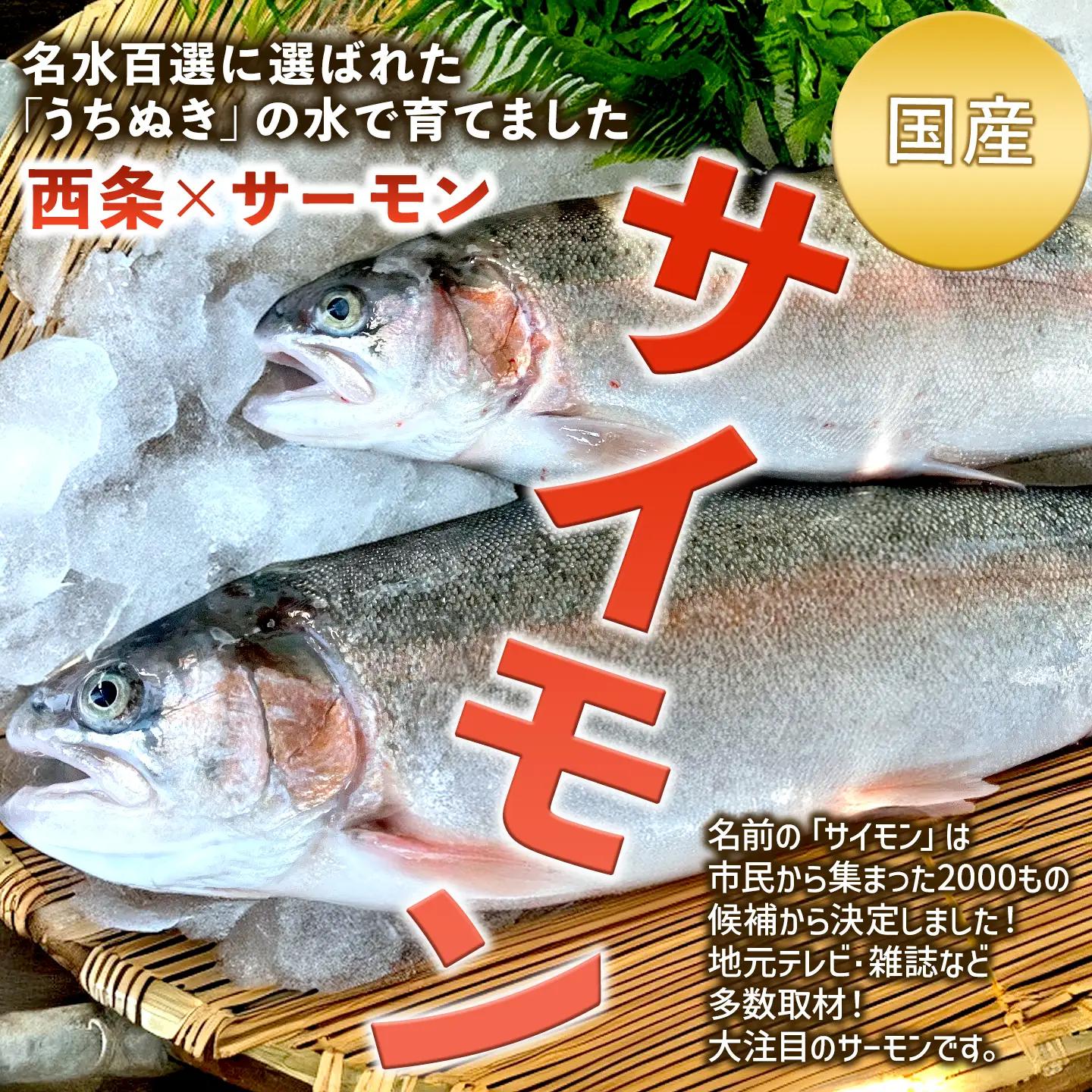 【国産サーモン】西条産陸上養殖サーモン「サイモン」冷凍フィーレ 約800g