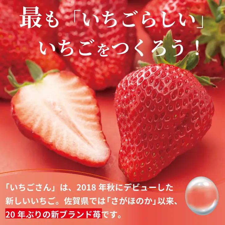【先行予約】令和9年2月上旬頃出荷開始  いちごさん 1箱セット（300g）ふるかわ農園 苺 いちご 果物 A060-020
