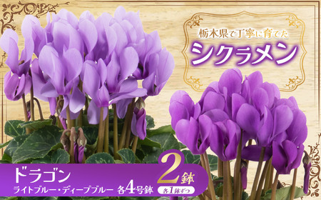 シクラメン ドラゴン ライトブルー・ディープブルー2色入り（各4号鉢） | 栃木県 下野市