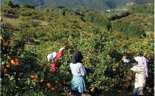 みかん 金山パイロットファームの 極早生温州みかん 3kg 【2026年9月下旬から順次発送】 みかん ミカン 温州みかん 極早生 極早生みかん フルーツ 果物 くだもの 柑橘 産地直送 数量限定 人
