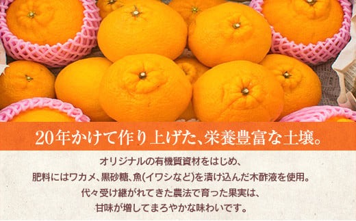 先行予約 訳あり 海藻木酢 不知火 計3.5kg以上 傷み補償分入り 期間限定 数量限定 フルーツ 果物 くだもの 柑橘 みかん 訳アリ 国産 食品 デザート おやつ おすそ分け おすすめ ご家庭用 