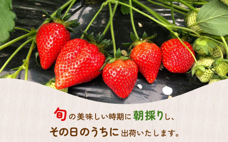  【2025.4月以降順次出荷】【北海道内限定配送】いちご「けんたろう」250g×4パック 【 ふるさと納税 人気 おすすめ ランキング 果物 いちご苺 イチゴ 国産いちご 国産苺 けんたろう セット