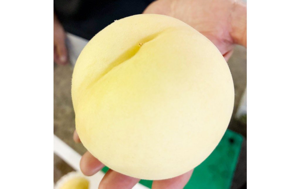 岡山の桃白皇9〜15玉約3.8kg
