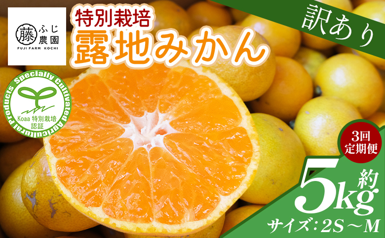 【3回定期便】ふじ農園の露地みかん 訳あり品 5kg(2S～M) - 国産 小玉 蜜柑 ミカン 柑橘 果物 フルーツ 訳アリ ご家庭用 自宅用 ふじ農園 高知県 香南市【常温】Wfn-0022