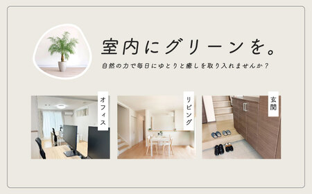 観葉植物 フェニックスロベレニー ロベ 10号（鉢下から葉先まで約H170cm～190cm）059-01 | 観葉植物