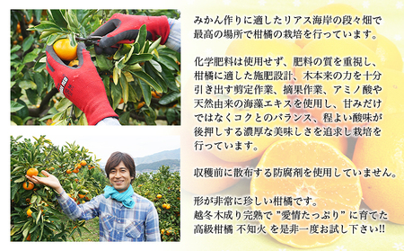 ＜カネエの西宇和産 不知火（しらぬい）3kg前後＞ 家庭用 農家直送 果物 くだもの フルーツ ミカン オレンジ 甘い おいしい サイズ混合 食べて応援 特産品 いのうえ農園 愛媛県 西予市【常温】『