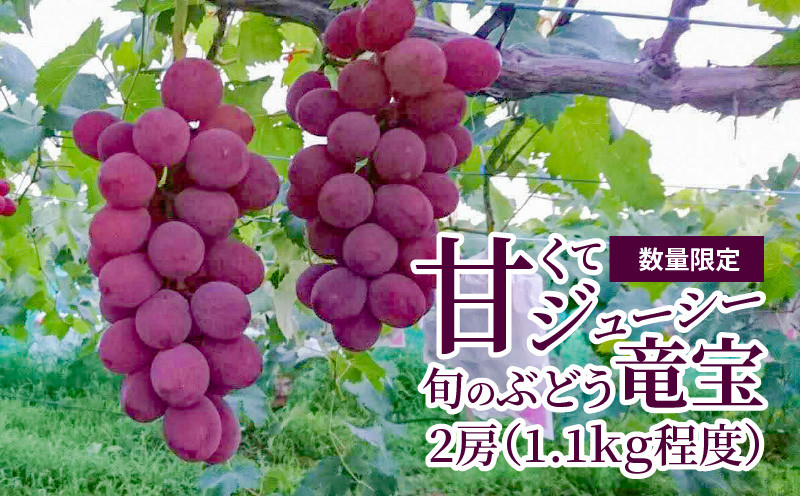 
            【数量限定】甘くてジューシー産直　旬のぶどう竜宝　2房 【7月末～8月中旬お届け】
          