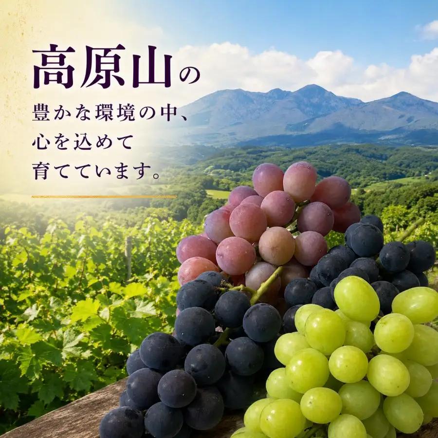 ぶどう 根本さんのお任せ３品種セット 巨峰 マスカット 約1.2kg | 完熟 葡萄　ぶどう 甘い 大粒 フルーツ 産地直送 栃木県 矢板市