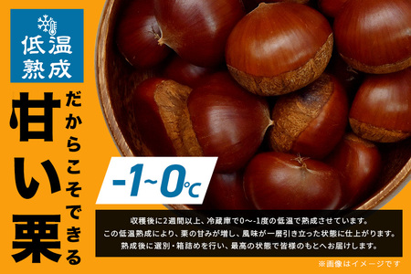 生栗 栗 2kg 3L 以上 特大 数量限定 国産 和栗 くり クリ スイーツ 果物 フルーツ 栗きんとん モンブラン 栗ご飯 栗ごはん 秋 旬 低温熟成 ギフト プレゼント 農産物直売所すわ 笠間市