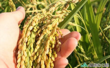 ＪＡあわじ島の「あわじ島米」キヌヒカリ 10kg