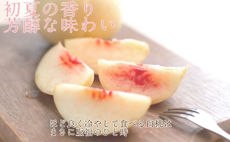 もも 2026年 先行予約 岡山匠の白桃 約1.3kg 4～6玉 犬塚農園 岡山県産  桃 モモ 家庭用 初夏 みずみずしい