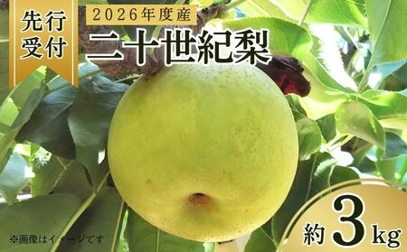 【先行予約 数量限定】梨 2026年度産 二十世紀梨 約3kg (7～10玉入り)  梨