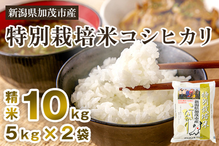 【令和7年産新米先行予約】新潟県加茂市産 特別栽培米コシヒカリ 精米10kg（5kg×2）《10月中旬から順次出荷》 |加茂市 コシヒカリ