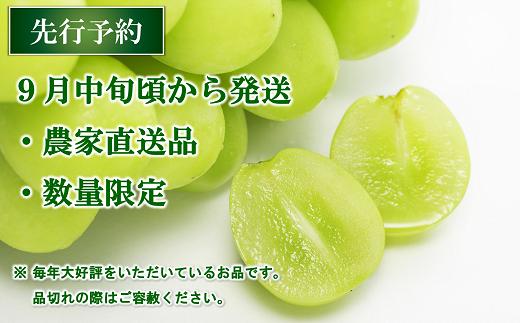 【令和6年産先行予約】 シャインマスカット 約2kg (3～4房 秀) 《令和6年9月中旬～発送》 『生産者おまかせ』 マスカット ぶどう 種なし 果物 フルーツ デザート 山形県 南陽市 [635]