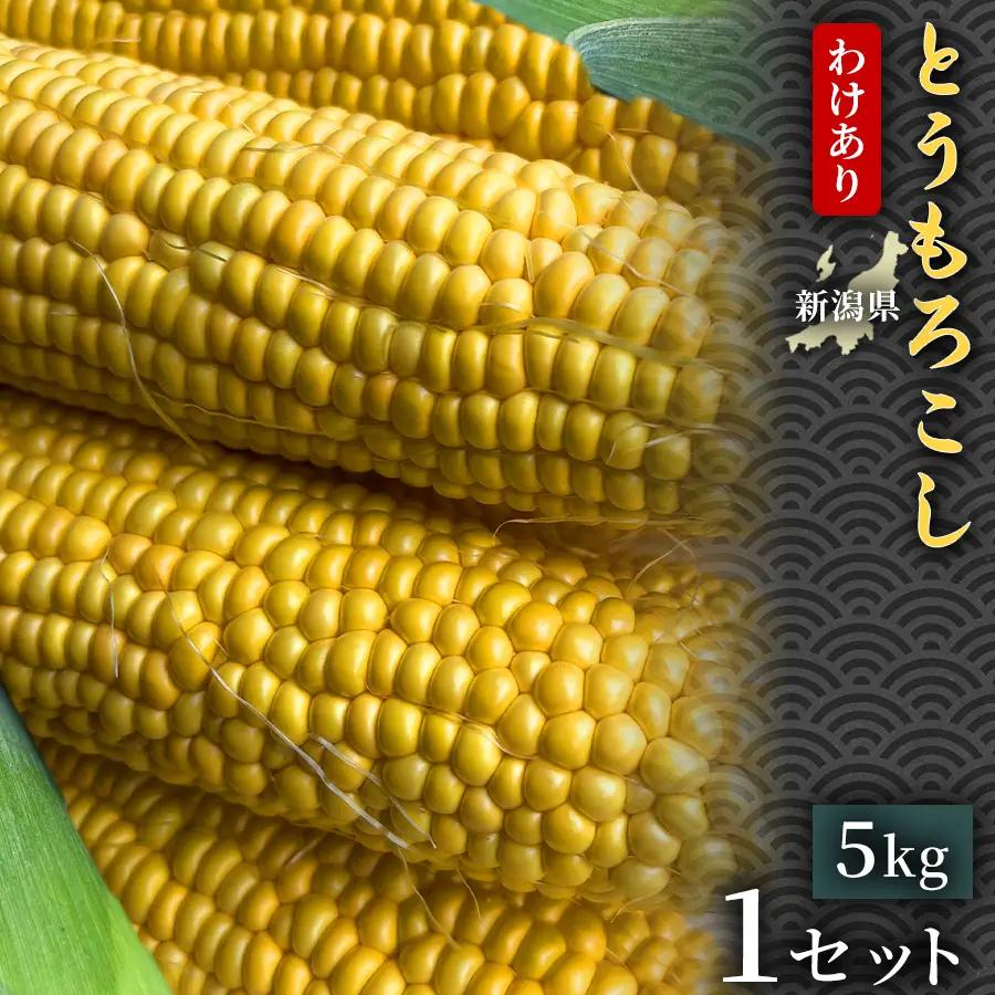 【令和8年産先行予約】【訳あり】 とうもろこし 5kg 1セット 2026年7月中旬より順次発送