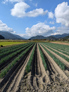 朝来市特産 岩津ねぎ 2kg (太さにより14～24本) MLサイズ混載 AS51AB57-2