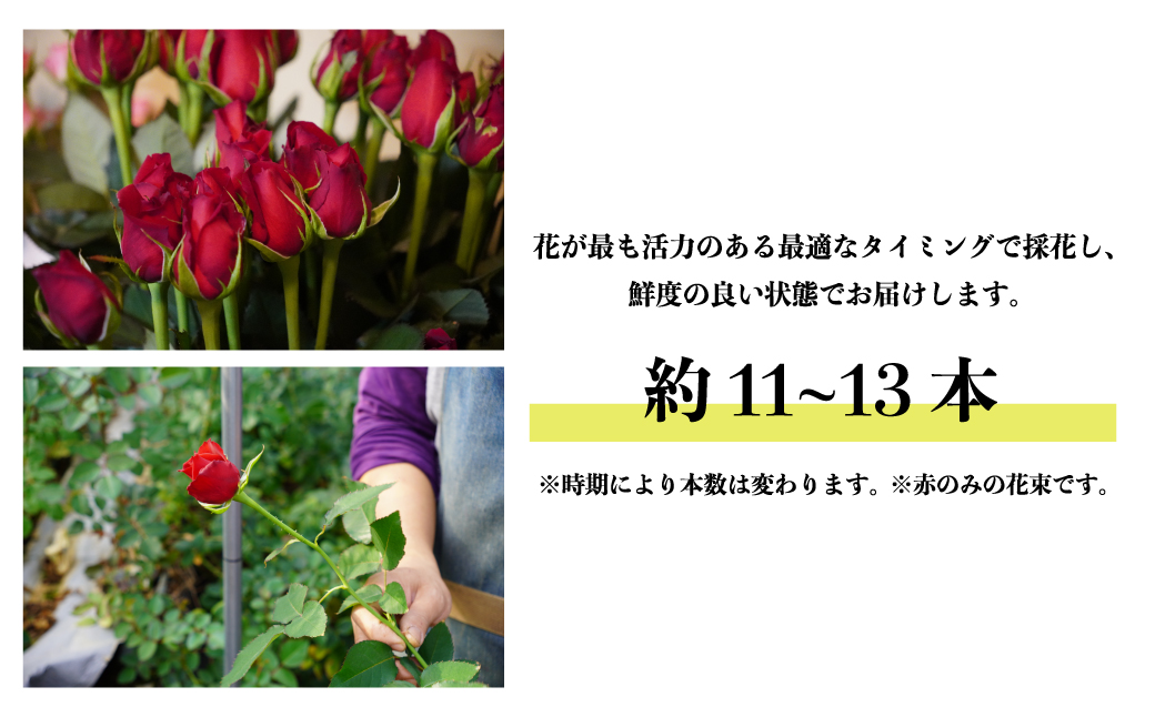 ＜配送エリア限定・着日指定必須＞ 生産農家直送 バラ花束 赤 約26～30本 | 埼玉県 上尾市 バラ 薔薇 ローズ 花束 植物 インテリア 誕生日 記念日 お祝い 母の日 父の日 ラッピング有り リ