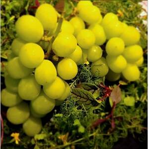 【先着100箱限定】ギリギリまで完熟させた市場に出回らない『樹上完熟シャインマスカット』約2kg【配送不可地域：離島】【1659951】