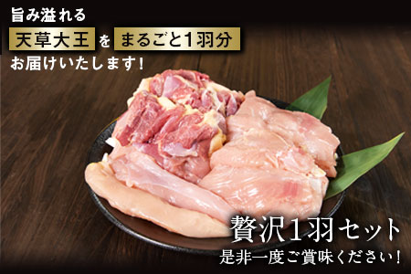 天草大王 贅沢1羽セット 約1.5kg【幻の地鶏】もも・むね・ささみ 各2枚《60日以内に出荷予定(土日祝除く)》