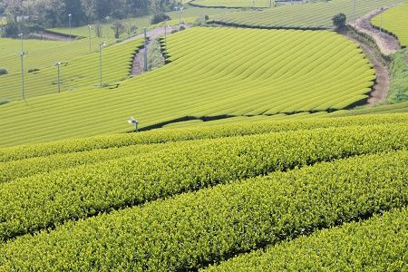 007-21 奥知覧茶と鹿児島茶 特上煎茶セット