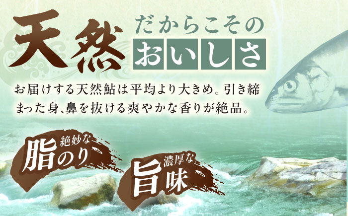 天然あゆの一夜干し 中 3匹セット / あゆ 天然 鮎 / 恵那市 / 恵那物産館 [AUFS001]