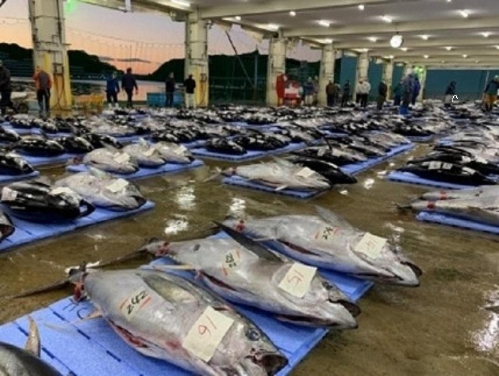【定期便全5回】生まぐろの本場紀州勝浦から直送！ 生メバチマグロ 約600g（1カ月に1回お届け）（全5ヵ月）