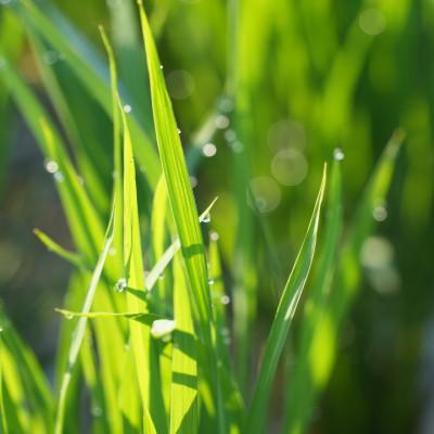 ふるさと納税 能美市 【毎月定期便】コシヒカリ米4.5kg精米　全6回 |  | 03