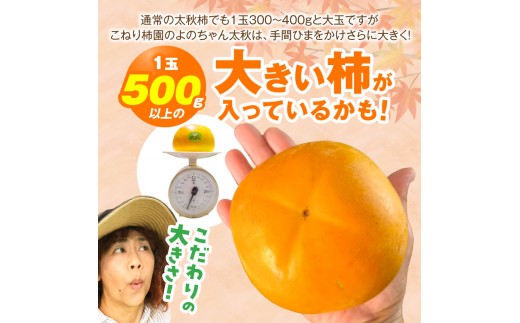 【先行受付】 太秋柿 6kg こねり柿園こだわりの『よのちゃん太秋柿』 KNR0208