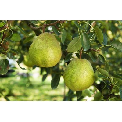 ふるさと納税 南陽市 ラ・フランス 特秀 約2kg(5玉〜6玉)【S1159】 |  | 02