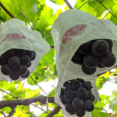 【種なし】巨峰2房+旬のぶどうの食べ比べ約2kgセット【配送不可地域：離島】【1724199】