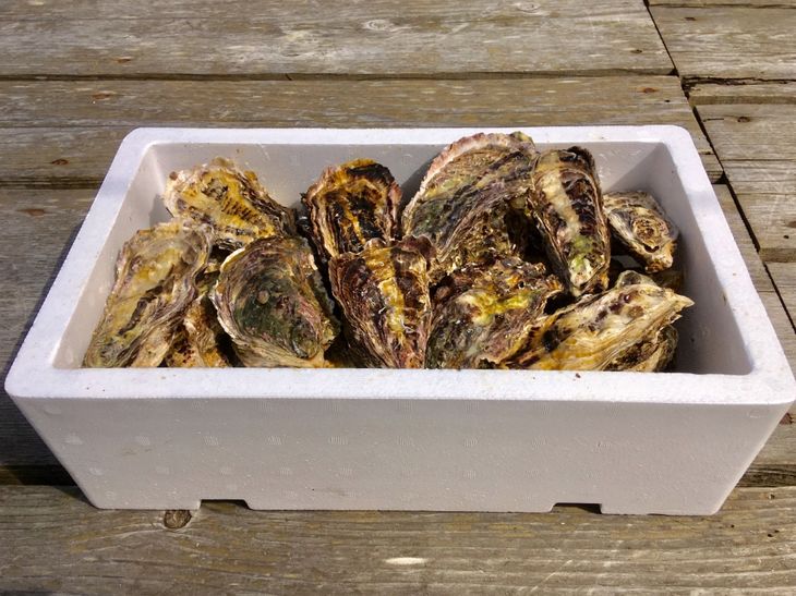 【能登半島地震復興支援】魚介類 牡蠣　/ 能登かき 殻付 牡蠣 約3.5kg（約30個）専用ナイフ・片手用軍手付 石川県 七尾市 能登 ※加熱用 ※2025年1月下旬～5月下旬頃に順次発送予定 ※離島