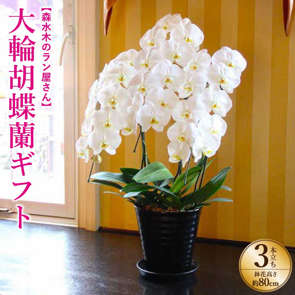 【ふるさと納税】【文藝春秋 掲載】大輪 胡蝶蘭 3本立ち ギフト 鉢花 (高さ約80cm/幅約50cm) 森水木のラン屋さん プロが選んでお届け フラワーギフト お祝い 誕生日 鉢植え 花 贈り物 ギフト 蘭 九州 熊本県 送料無料