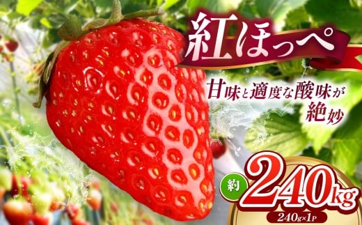 【 産地直送 】 紅ほっぺ 約240g （ 令和8年1月初旬～順次発送予定 ） ｜ 紅ほっぺ いちご イチゴ 苺 産地直送 年内発送 選べる内容量 旬の味覚 贈答用 冬限定 果物 スイーツ 山口県 平生町