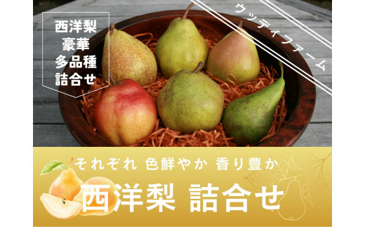 西洋梨３～４種食べ比べセット　５ｋｇ　ご家庭用　0062-2504