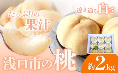 【2026年発送】浅口市産 白桃 約2kg(7～9玉) SUEHIRO農園《2026年6月下旬-8月下旬頃出荷》