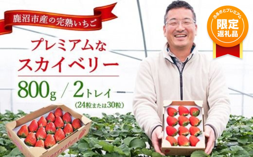 【ふるプレ限定品】プレミアムな完熟スカイベリー（24粒または30粒）2トレイ800g 【先行予約/数量限定】| 栃木県 鹿沼市 産地直送 旬 いちご こだわり 高級品 贈答用 イチゴ 苺 果物 フルーツ 期間限定 ※2026年12月～発送