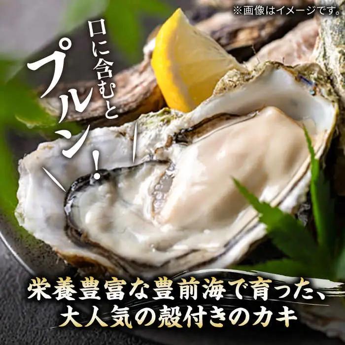 【先行予約】豊前海一粒牡蠣 3kg VAG007 牡蠣 かき