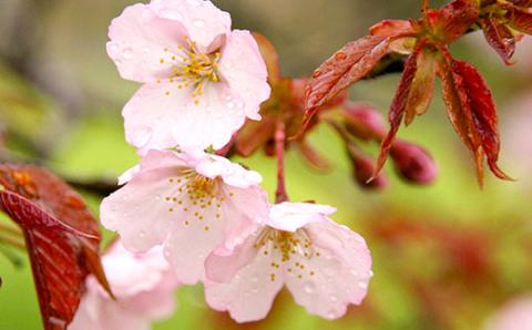 EY02_【数量限定】山桜はちみつと春の田舎はちみつの3種ギフトセット[B3山桜] 【茨城県共通返礼品／五霞町】 生ハチミツ 非加熱 茨城県産 ※着日指定不可