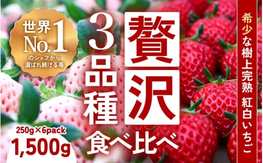 【定期便】【完熟クラフト苺BERRY】濃厚な樹上完熟イチゴ 1品種ずつ3回届くセット（白いちご＋赤いちご２品種）各約500g【出荷2026年12月上旬～2027年5月下旬】化粧箱入り【yuji-tkb0001】